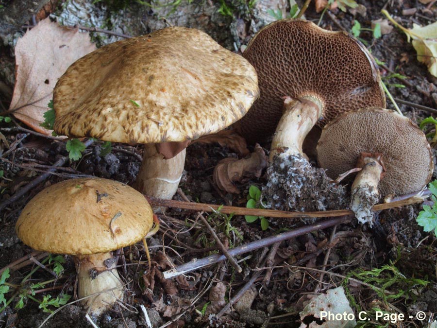 Suillus viscidus