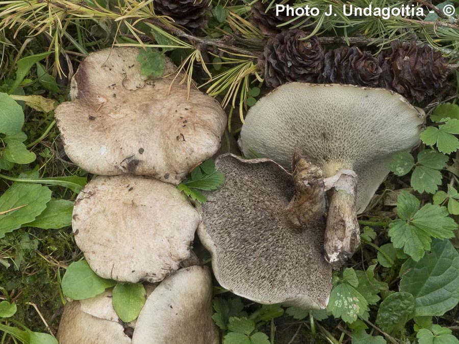 Suillus viscidus