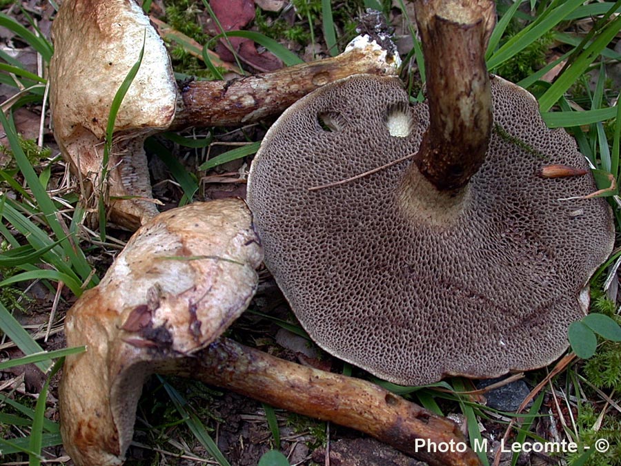 Suillus viscidus