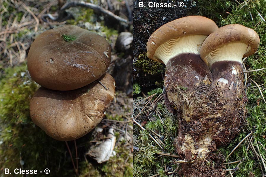 Paxillus atrotomentosus (Tapinella atrotomentosa)