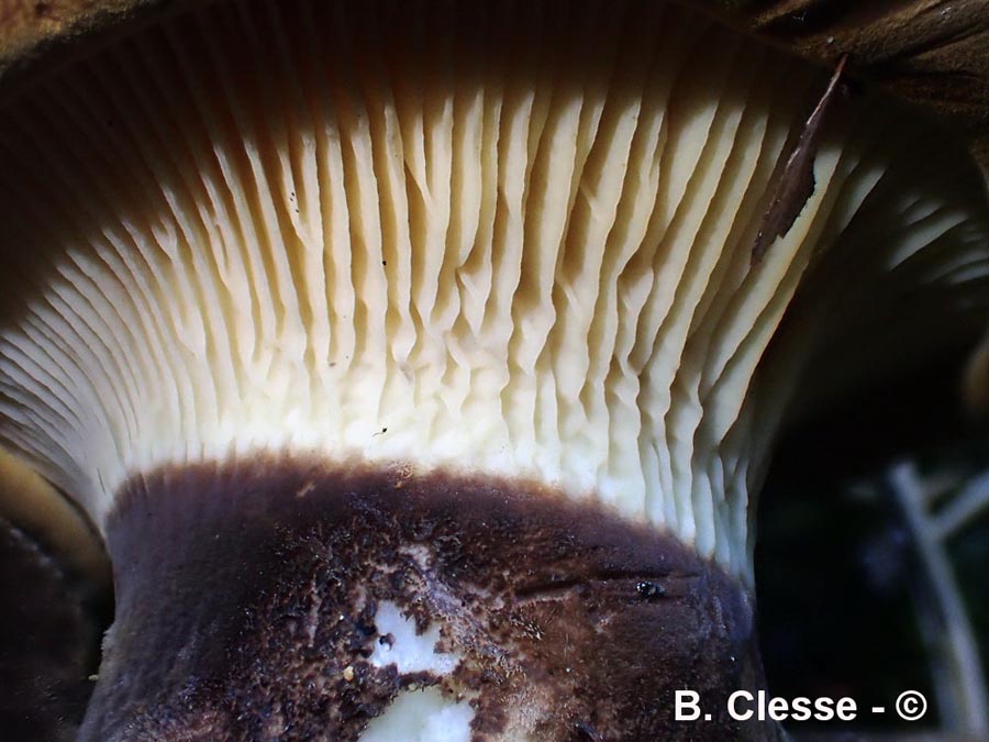 Paxillus atrotomentosus (Tapinella atrotomentosa)