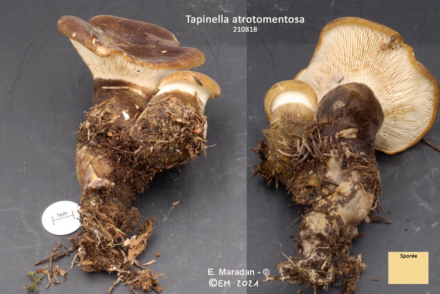 Paxillus atrotomentosus (Tapinella atrotomentosa)