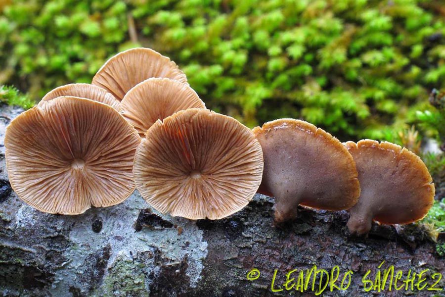 Tectella patellaris