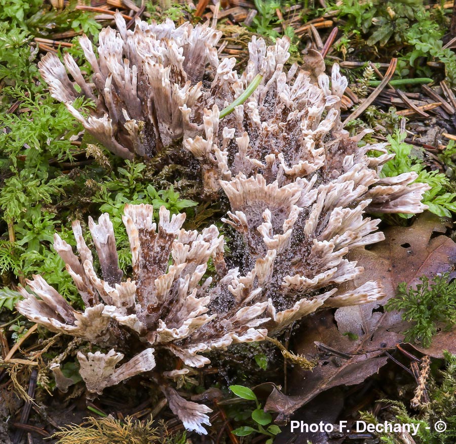 Thelephora anthocephala