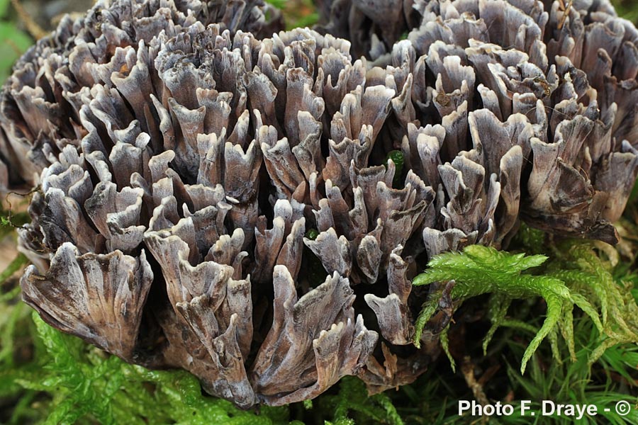 Thelephora palmata