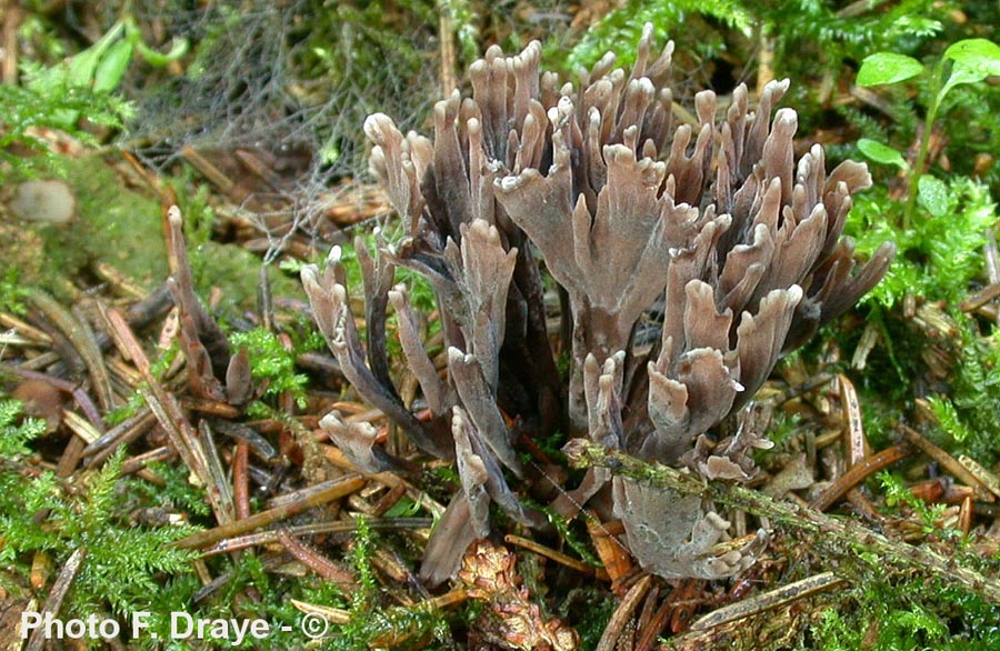 Thelephora penicillata