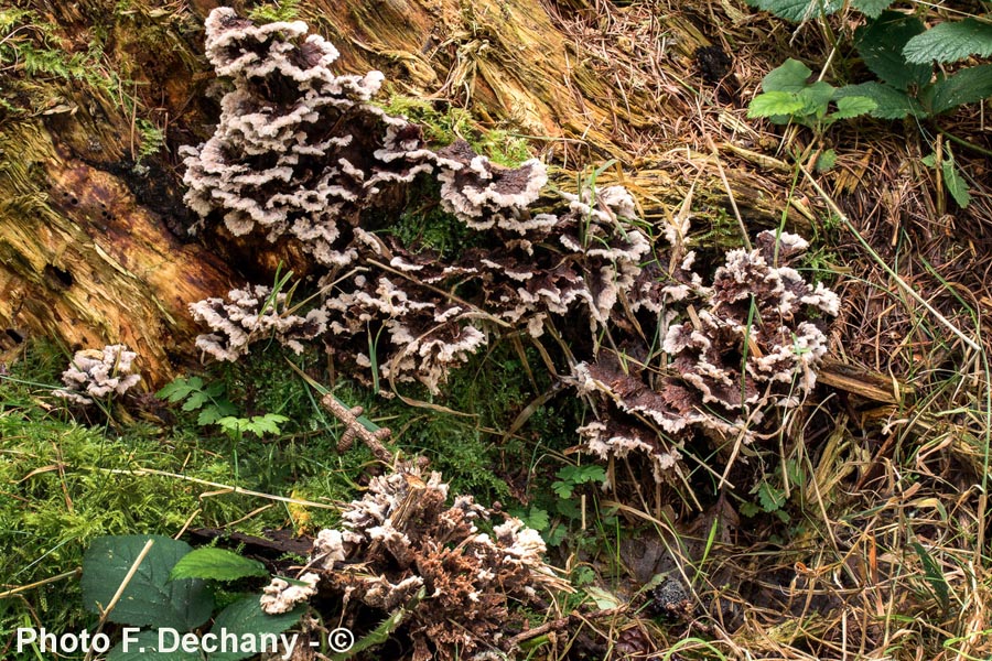 Thelephora terrestris