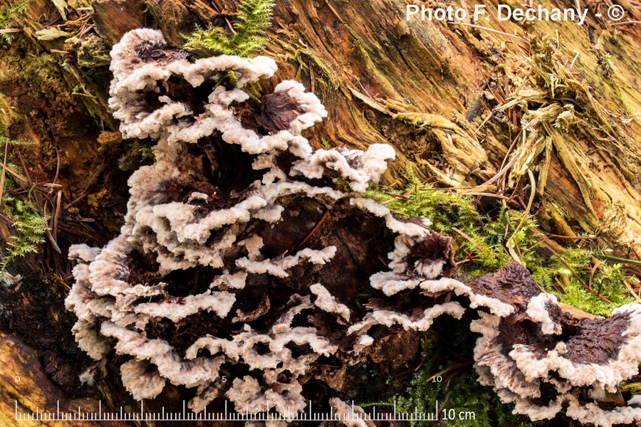 Thelephora terrestris