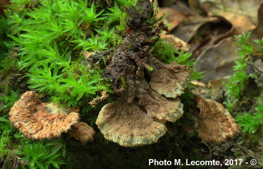 Thelephora terrestris