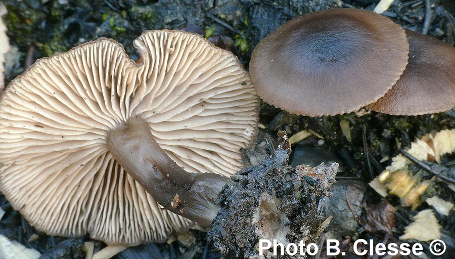 Tephrocybe atrata