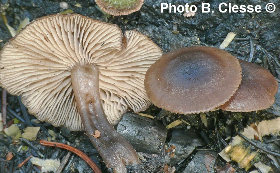 Tephrocybe atrata