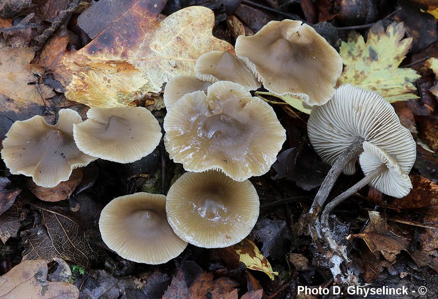 Tephrocybe boudieri