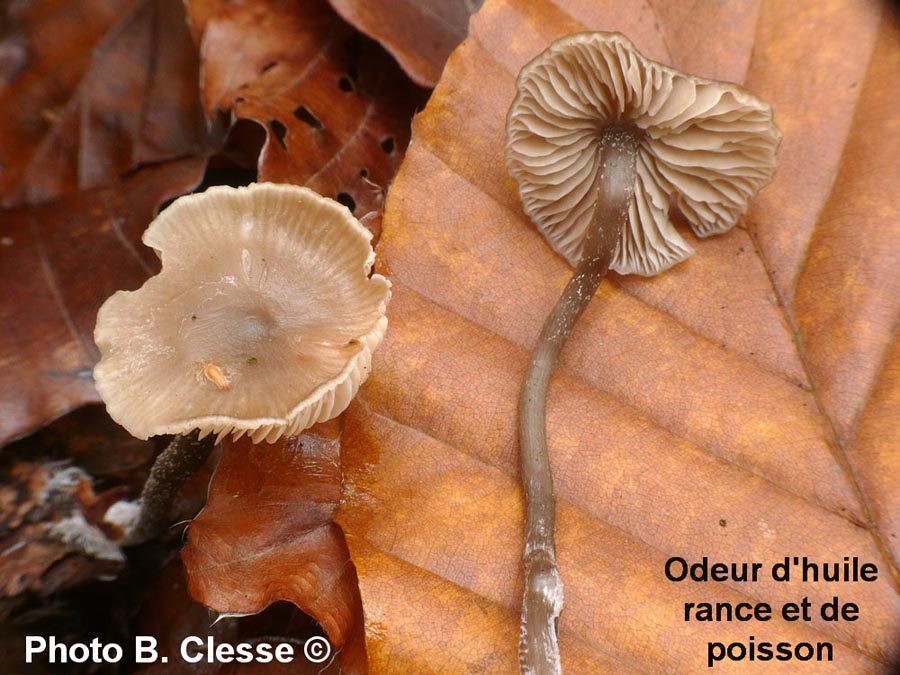 Tephrocybe boudieri