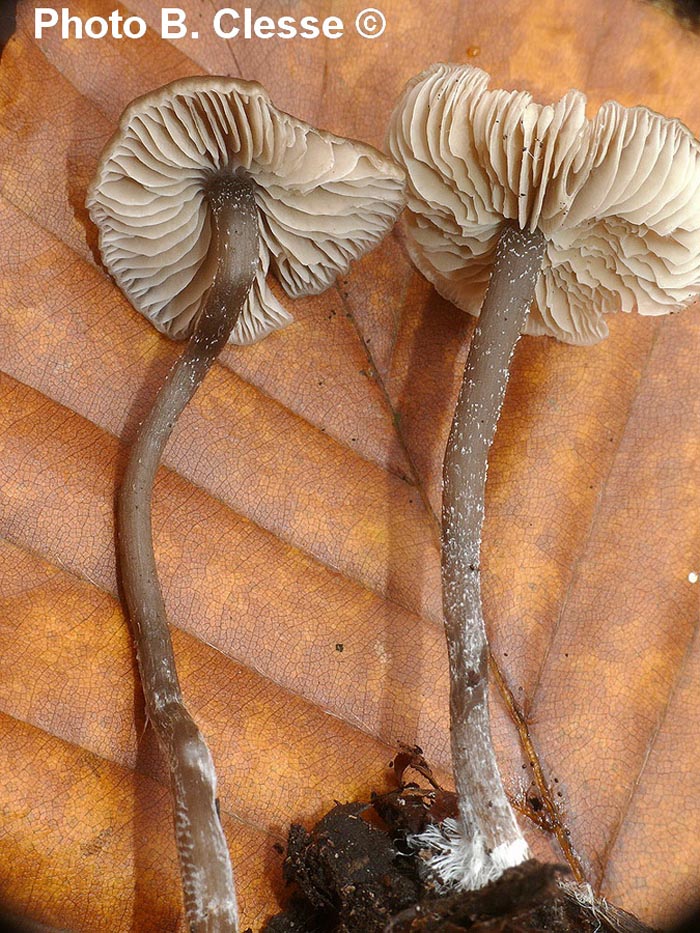 Tephrocybe boudieri