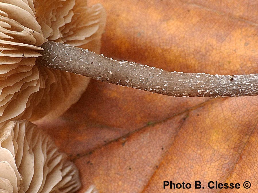 Tephrocybe boudieri