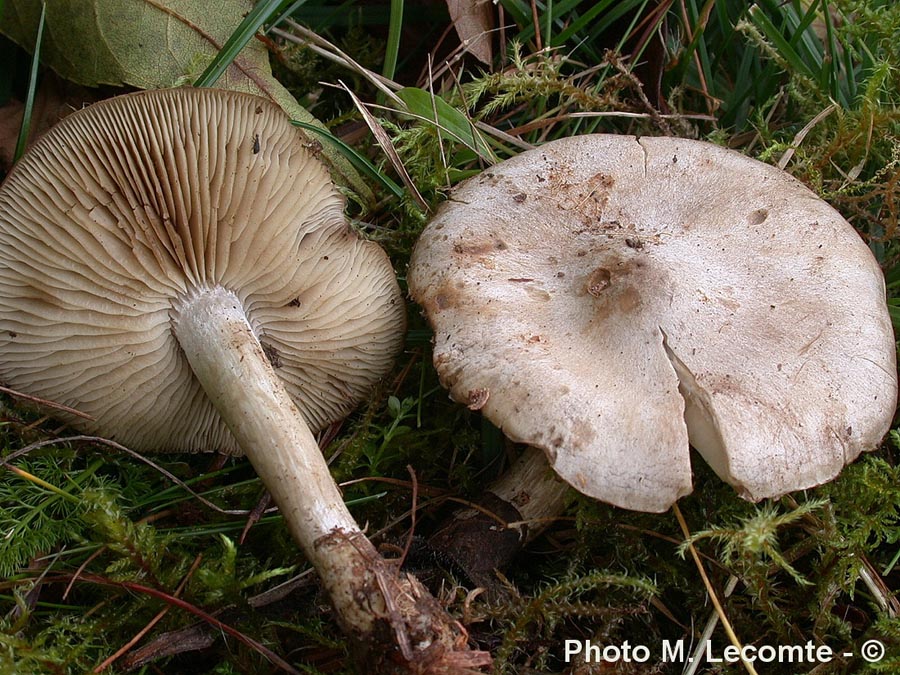 Tephrocybe putida