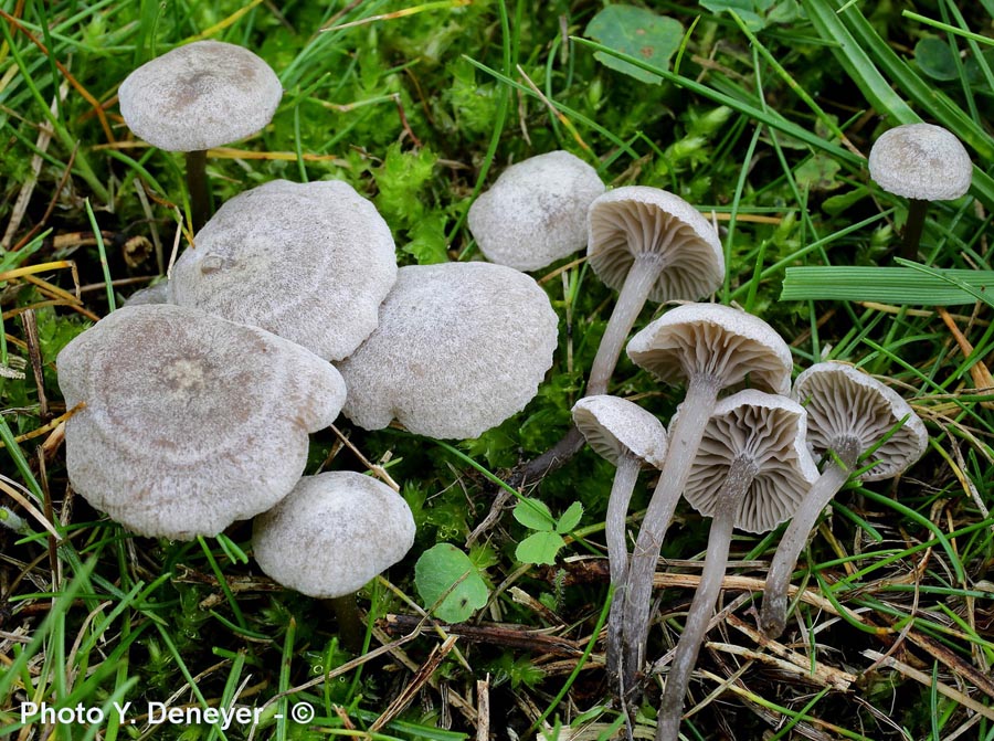 Tephrocybe scobis