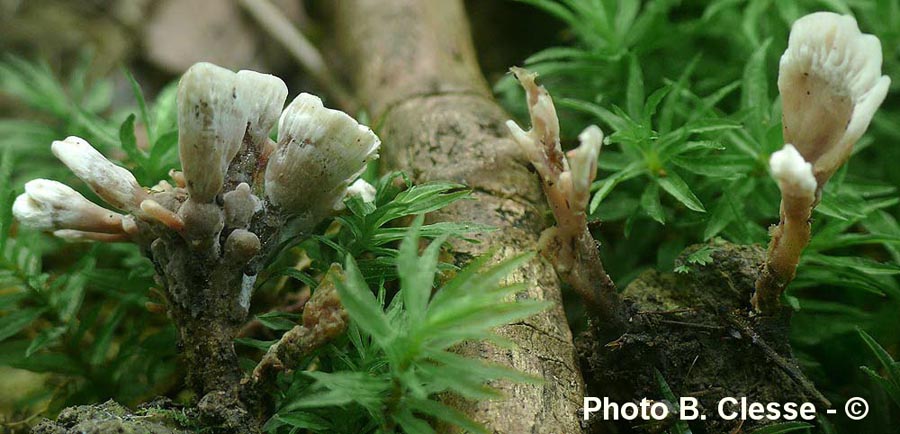 Thelephora anthocephala