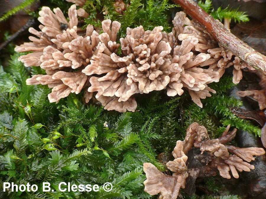 Thelephora anthocephala