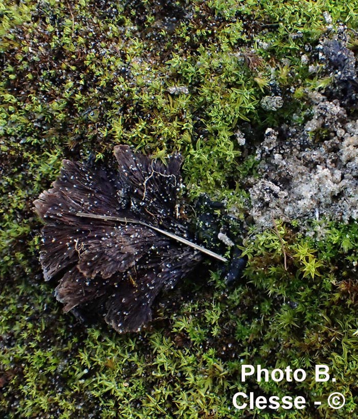 Thelephora caryophyllea