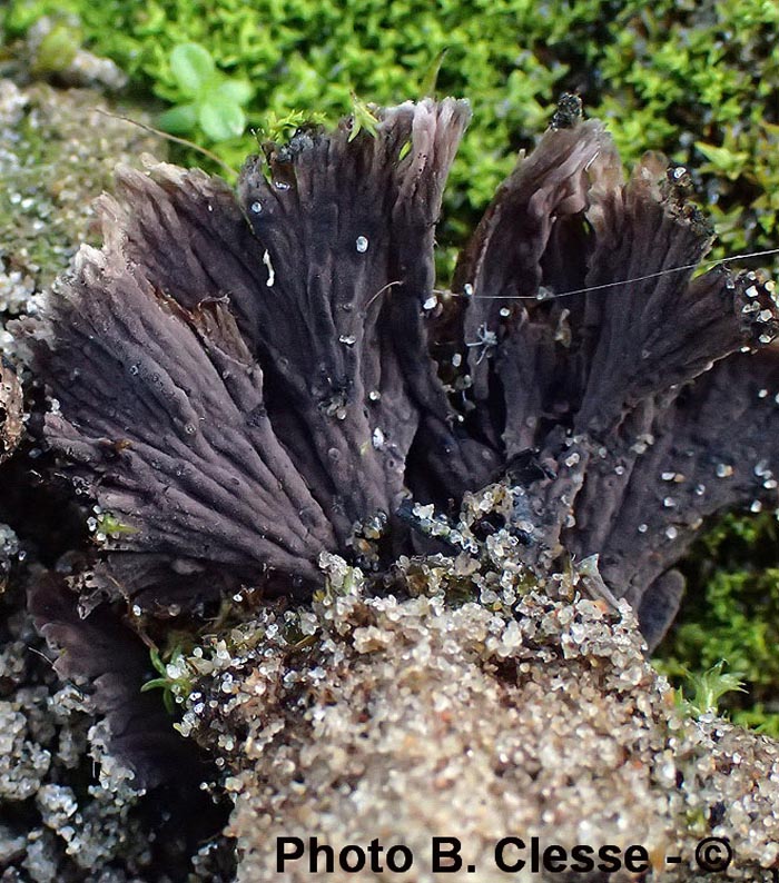 Thelephora caryophyllea