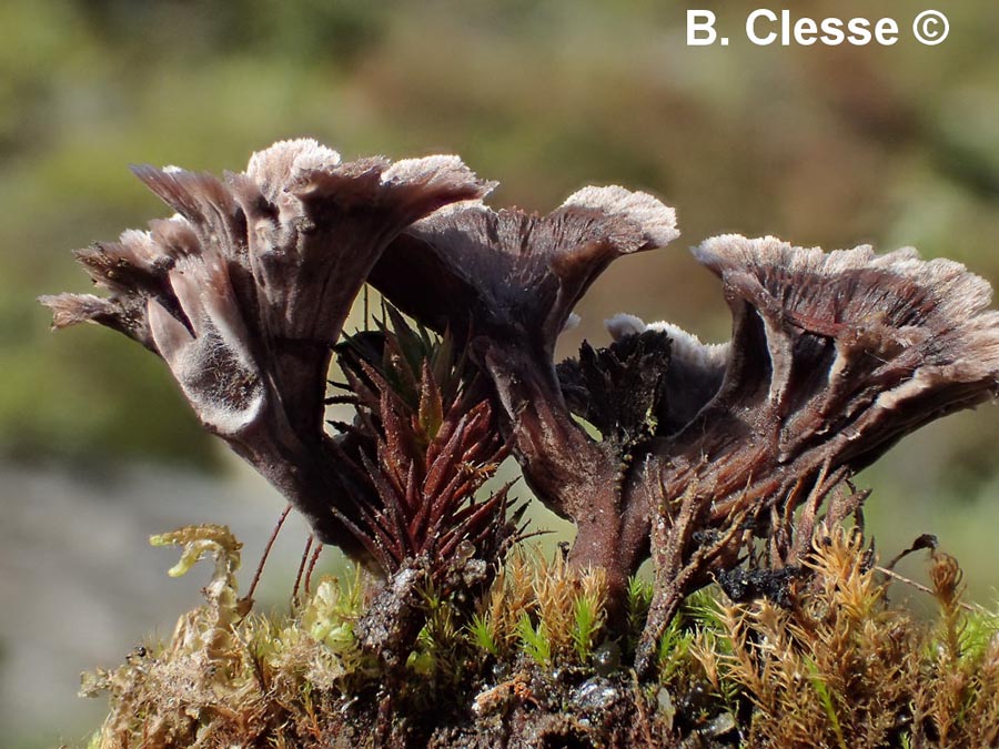 Thelephora caryophyllea