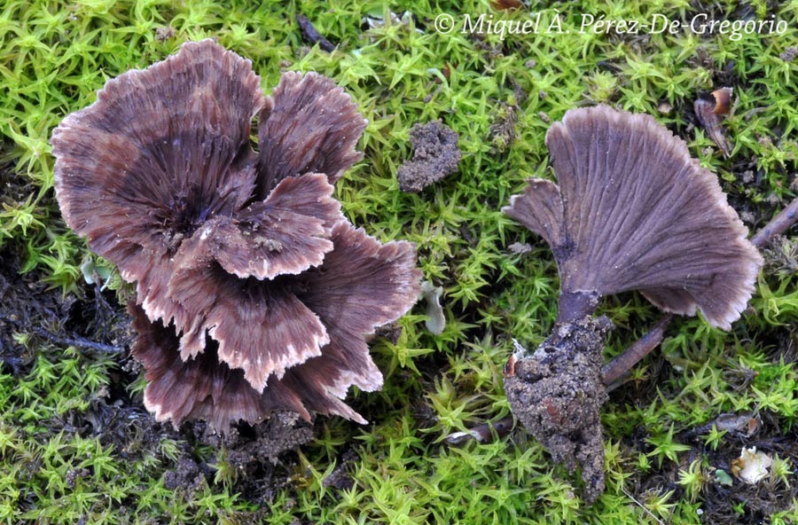 Thelephora caryophyllea