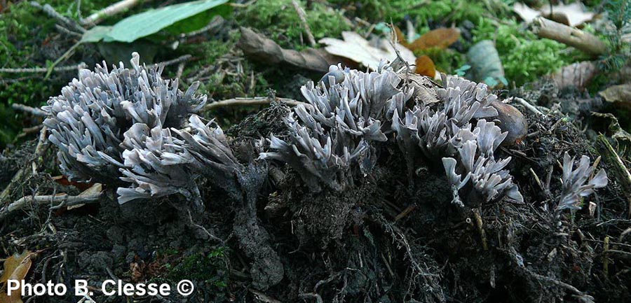 Thelephora palmata