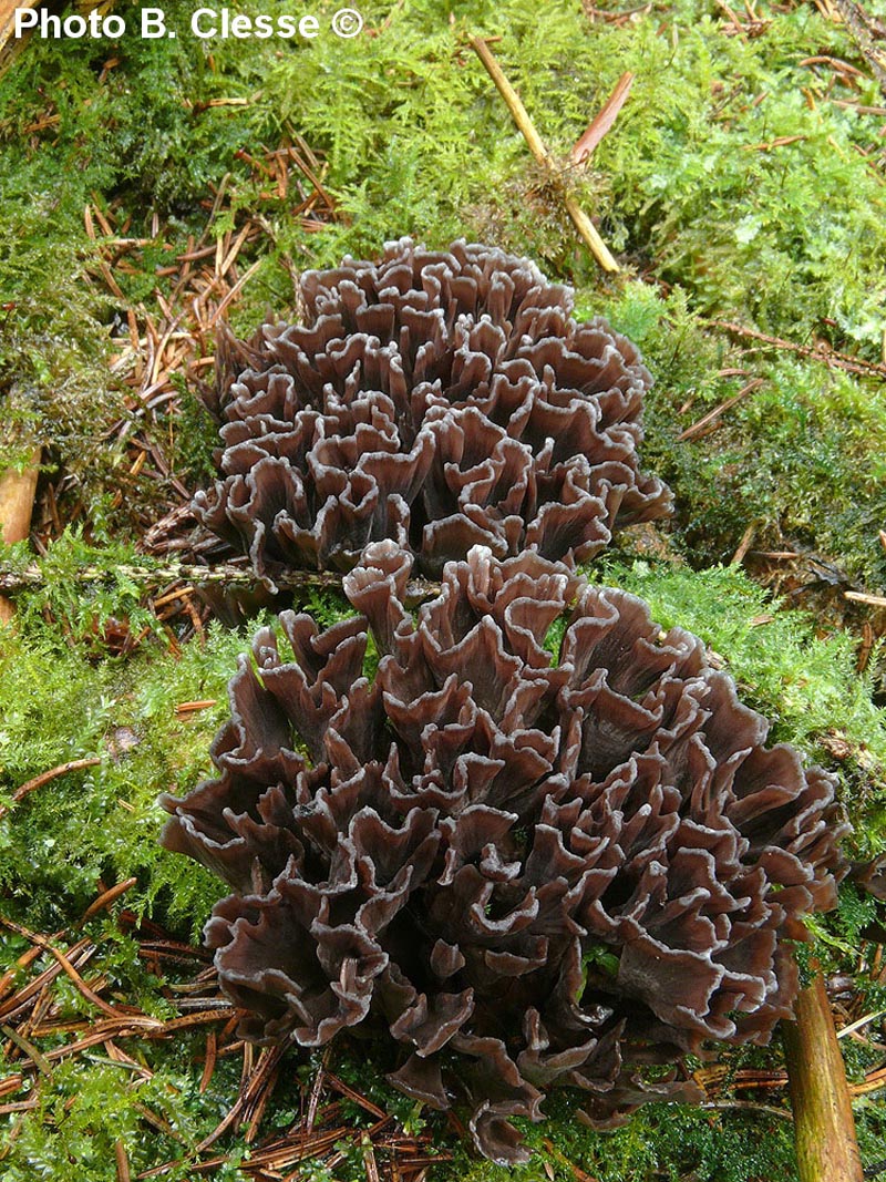 Thelephora palmata