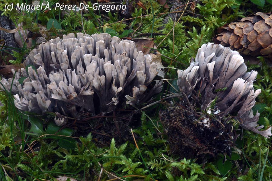 Thelephora palmata