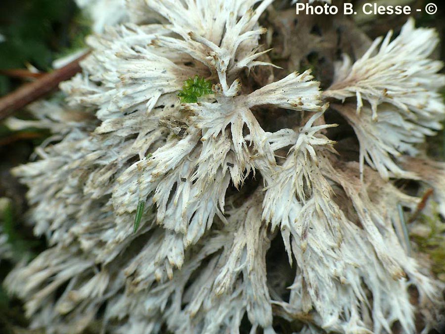 Thelephora penicillata