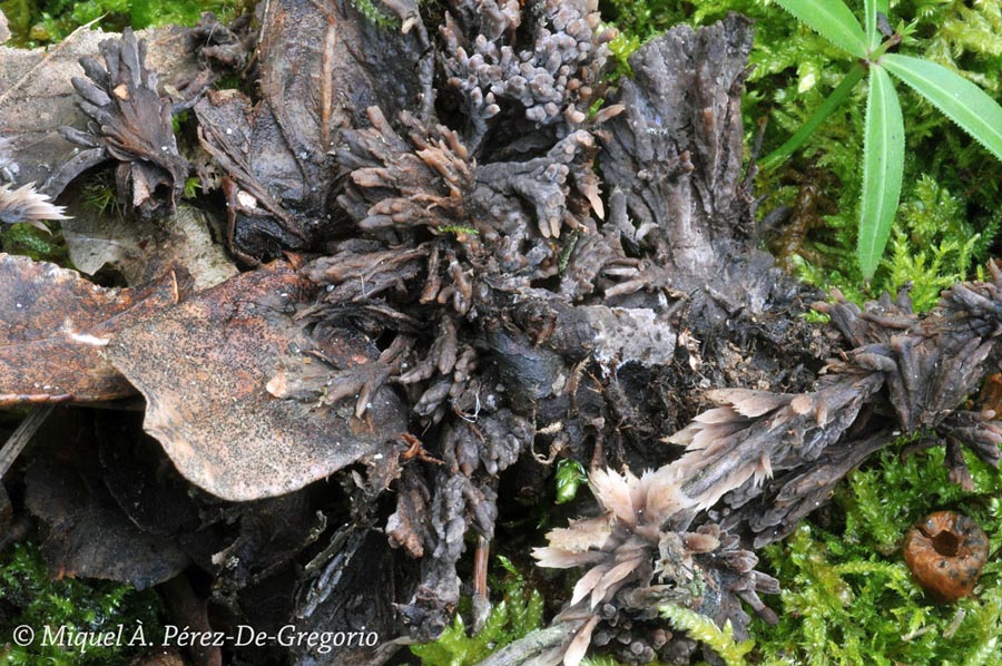 Thelephora penicillata