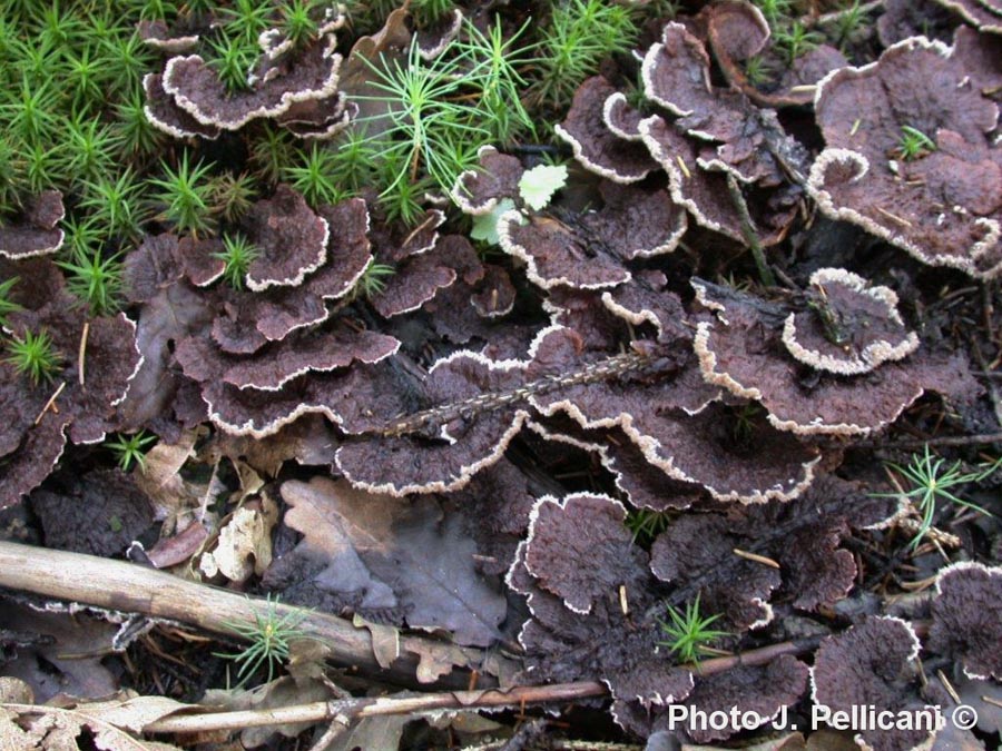 Thelephora terrestris