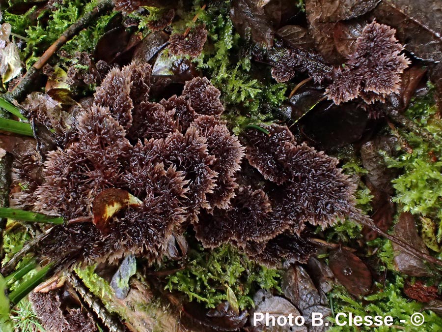 Thelephora terrestris