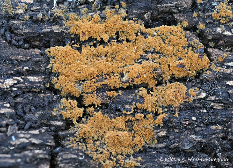 Tomentella bryophila