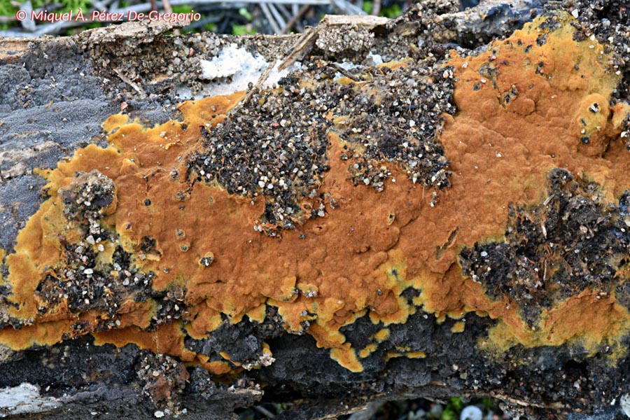 Odontia fibrosa (Tomentella fibrosa)