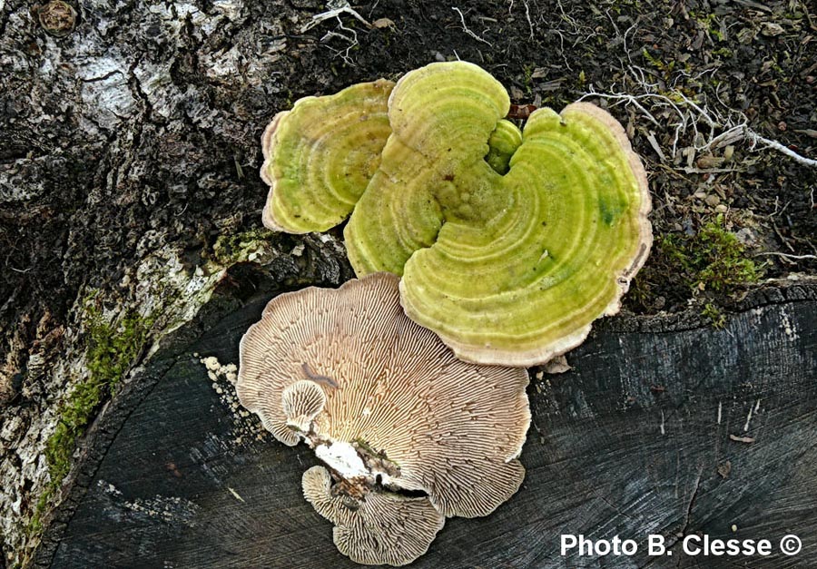 Trametes betulina