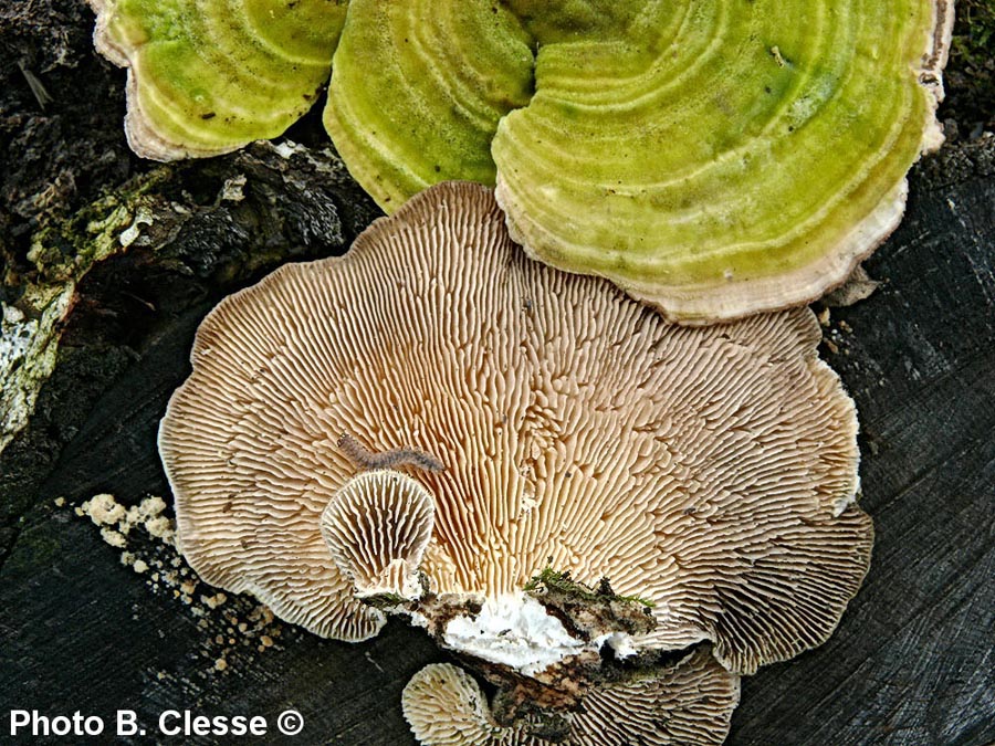 Trametes betulina