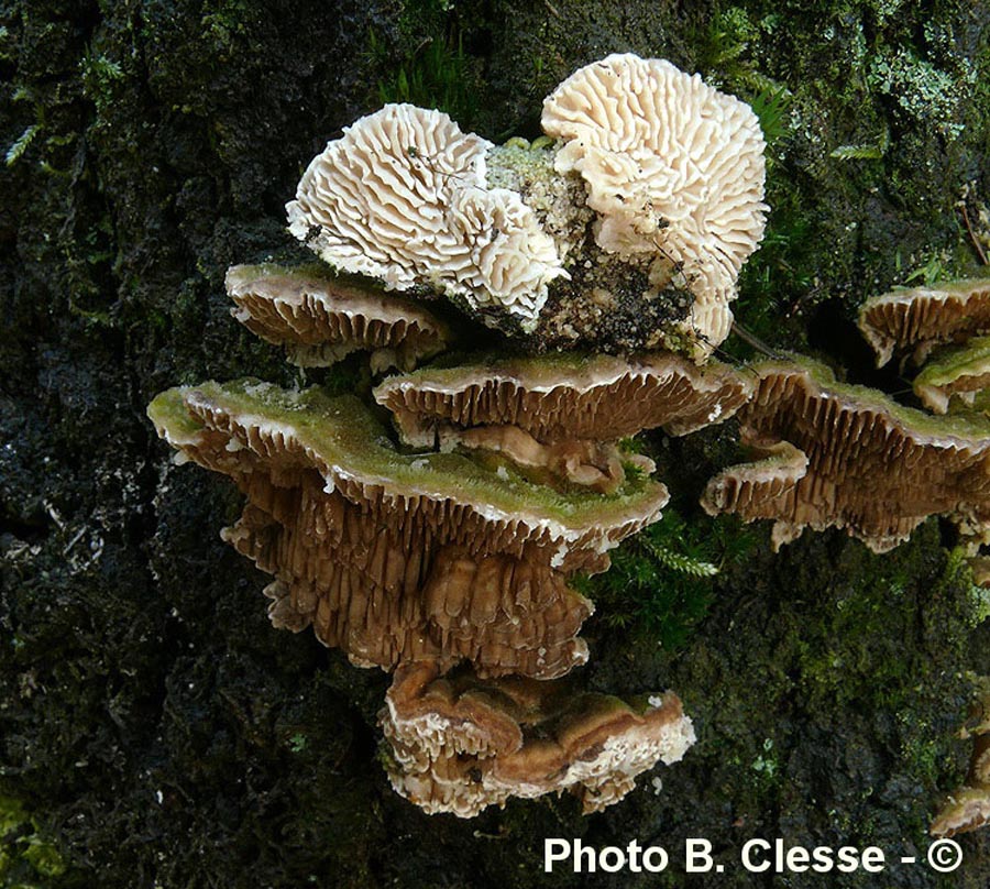 Trametes betulina