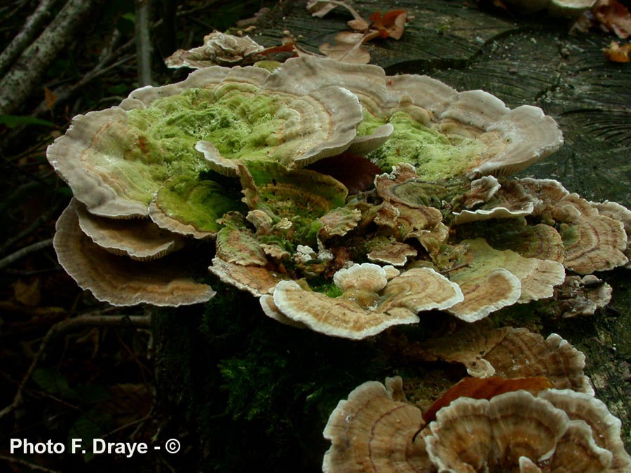 Trametes betulina