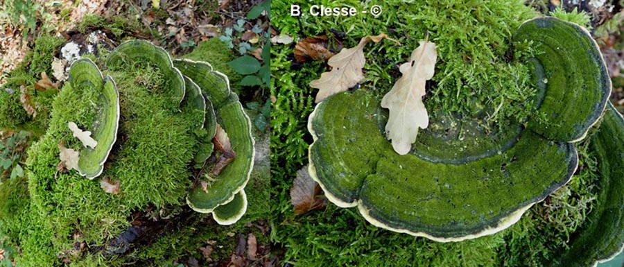 Trametes gibbosa