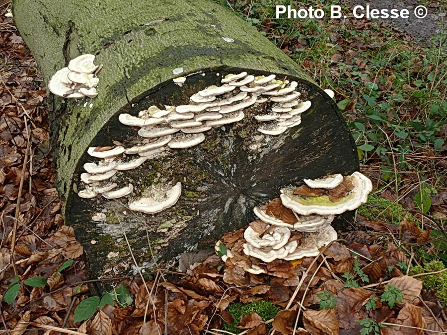 Trametes gibbosa