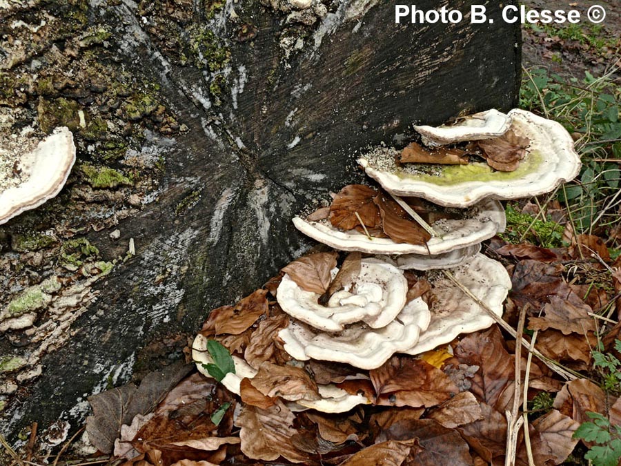 Trametes gibbosa