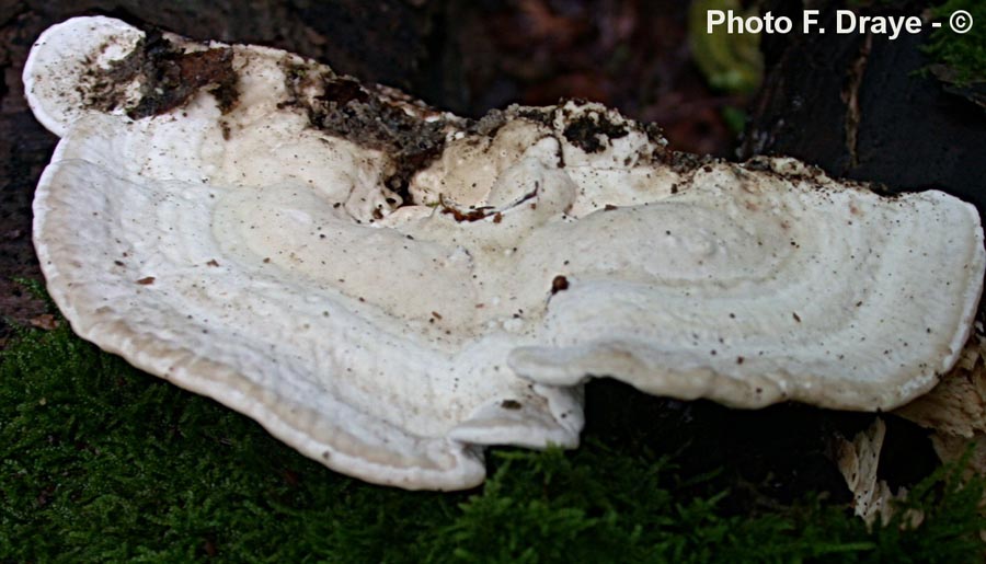 Trametes gibbosa