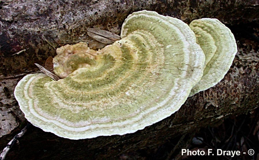 Trametes gibbosa