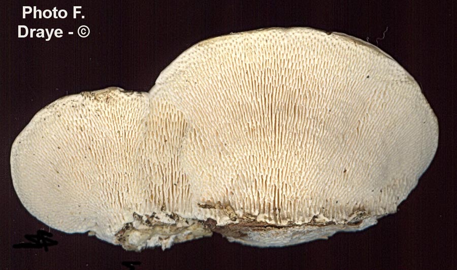 Trametes gibbosa