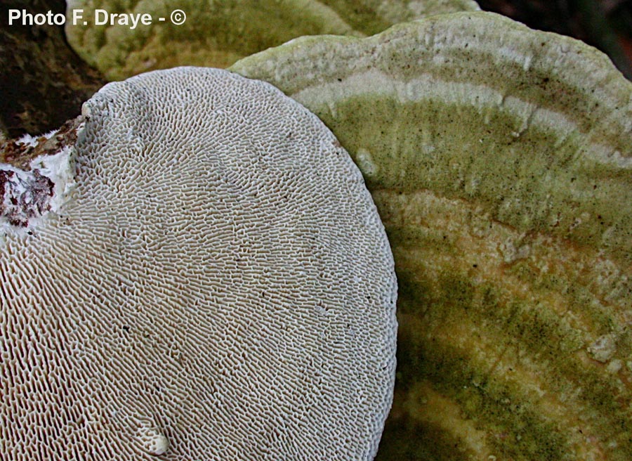 Trametes gibbosa