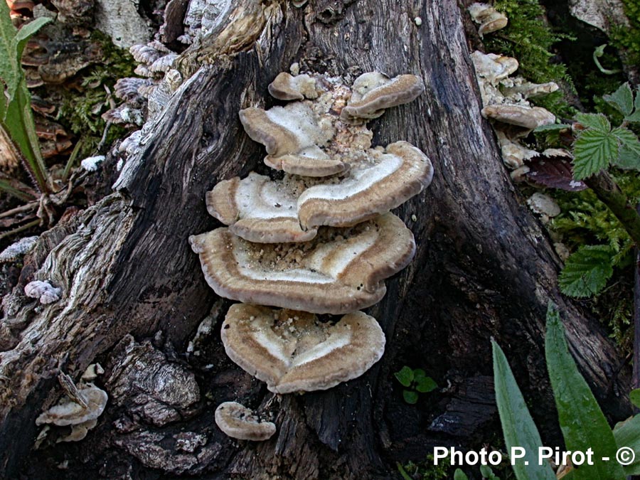 Trametes gibbosa