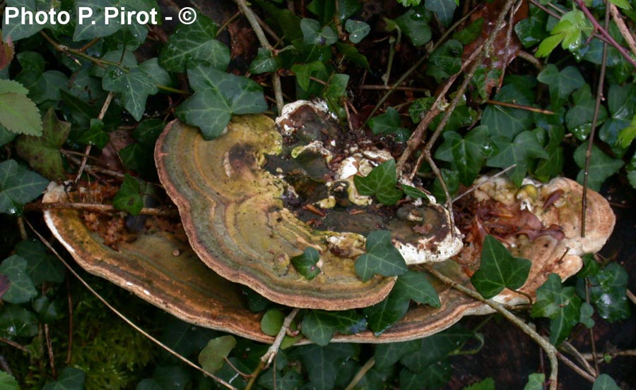 Trametes gibbosa