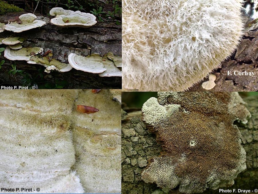 Trametes hirsuta